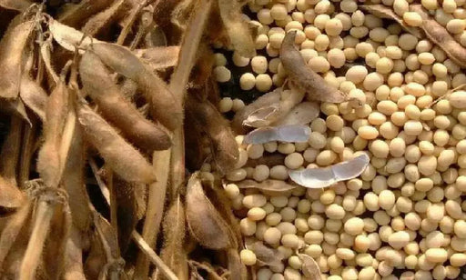 Edible soybean, called Edamame in Japan and Mao Dou in China - Caribbean garden seed