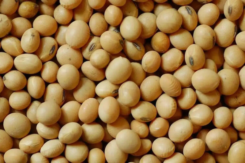 Edible soybean, called Edamame in Japan and Mao Dou in China - Caribbean garden seed