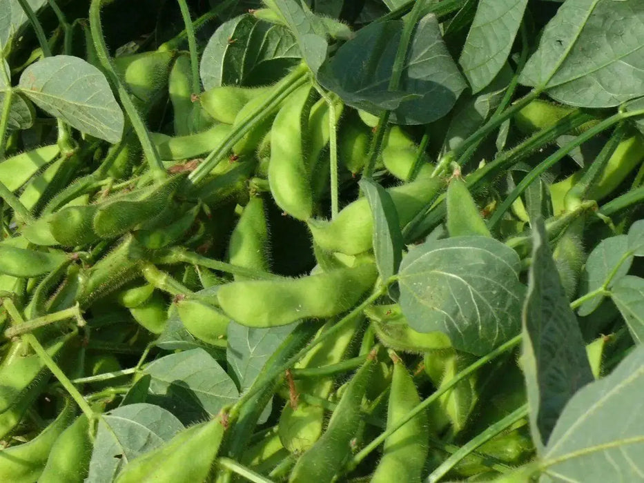 Edible soybean, called Edamame in Japan and Mao Dou in China - Caribbean garden seed