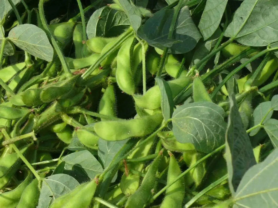 Edible soybean, called Edamame in Japan and Mao Dou in China - Caribbean garden seed