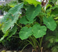 Elephant Ear Bulbs -Colocasia esculent( Size 5/7)  tropical look - Caribbean garden seed