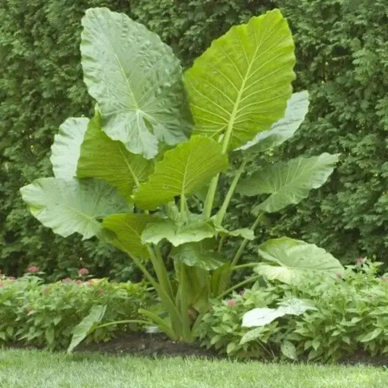 Elephant Ear Bulbs -Colocasia esculent( Size 5/7)  tropical look - Caribbean garden seed