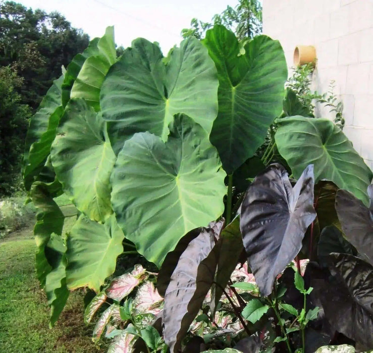 Elephant Ear Bulbs -Colocasia esculent( Size 5/7)  tropical look - Caribbean garden seed