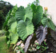 Elephant Ear Bulbs -Colocasia esculent( Size 5/7)  tropical look - Caribbean garden seed