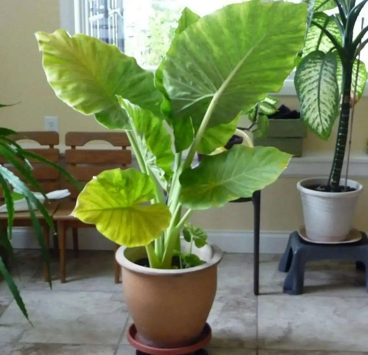 Elephant Ear Bulbs -Colocasia esculent( Size 5/7)  tropical look - Caribbean garden seed