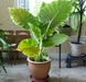 Elephant Ear Bulbs -Colocasia esculent( Size 5/7)  tropical look - Caribbean garden seed
