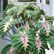 Elephant Ear White Lava' ( Bulb) Tropical FOLIAGE - Caribbean garden seed