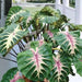 Elephant Ear White Lava' ( Bulb) Tropical FOLIAGE - Caribbean garden seed