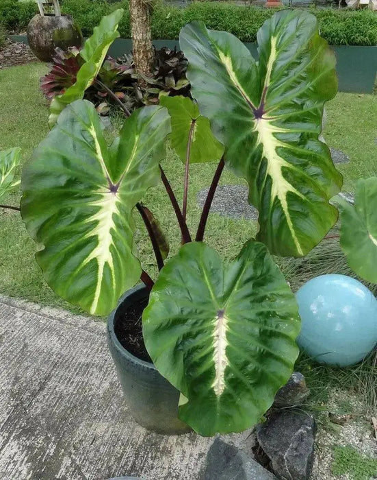 Elephant Ear White Lava' ( Bulb) Tropical FOLIAGE - Caribbean garden seed