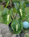 Elephant Ear White Lava' ( Bulb) Tropical FOLIAGE - Caribbean garden seed