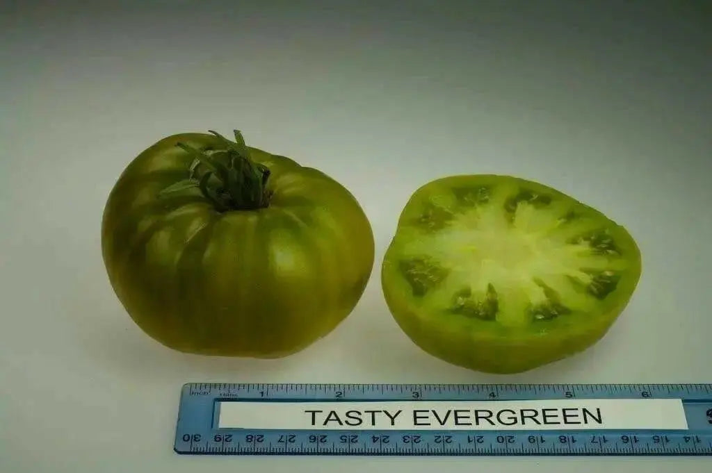 Emerald Evergreen Tomato seeds ,Open pollinated - Caribbean garden seed
