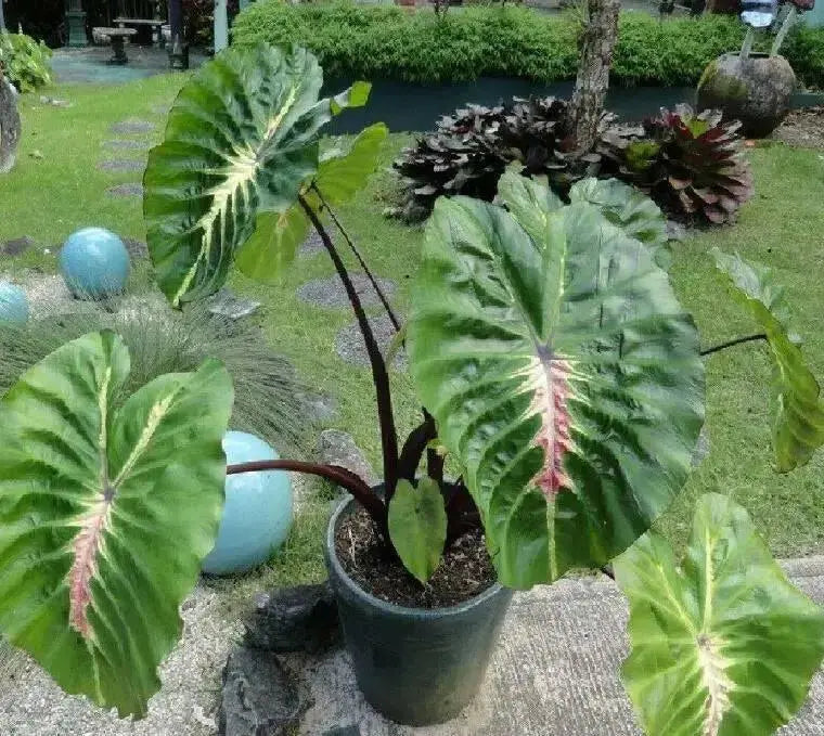 Elephant Ear White Lava' ( Bulb) Tropical FOLIAGE - Caribbean garden seed