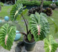 Elephant Ear White Lava' ( Bulb) Tropical FOLIAGE - Caribbean garden seed
