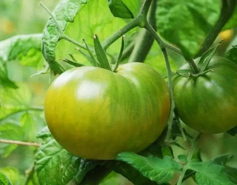 Emerald Evergreen Tomato seeds ,Open pollinated - Caribbean garden seed