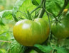 Emerald Evergreen Tomato seeds ,Open pollinated - Caribbean garden seed