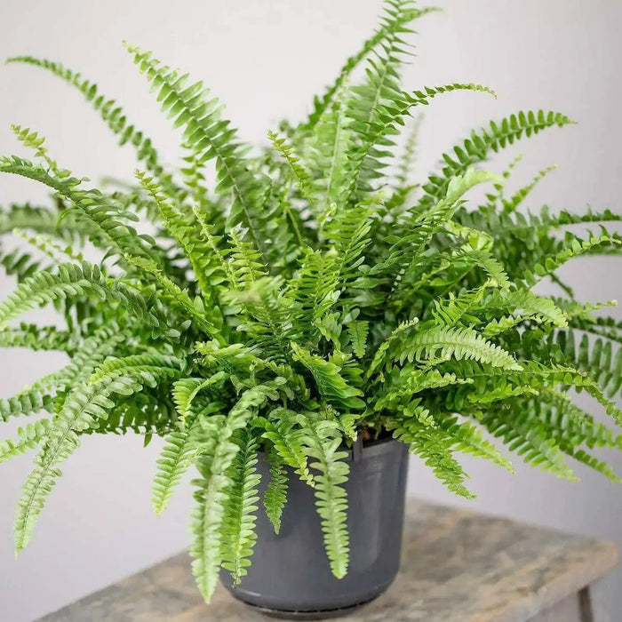 Emerald Queen ,Australian Sword Fern (STARTER PLANT) PERENNIAL HOUSE PLANT - Caribbean garden seed