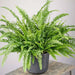 Emerald Queen ,Australian Sword Fern (STARTER PLANT) PERENNIAL HOUSE PLANT - Caribbean garden seed