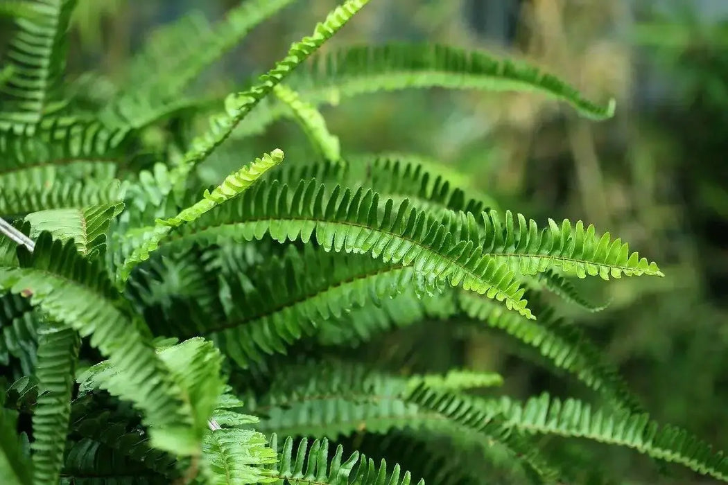 Emerald Queen ,Australian Sword Fern (STARTER PLANT) PERENNIAL HOUSE PLANT - Caribbean garden seed
