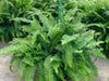 Emerald Queen ,Australian Sword Fern (STARTER PLANT) PERENNIAL HOUSE PLANT - Caribbean garden seed