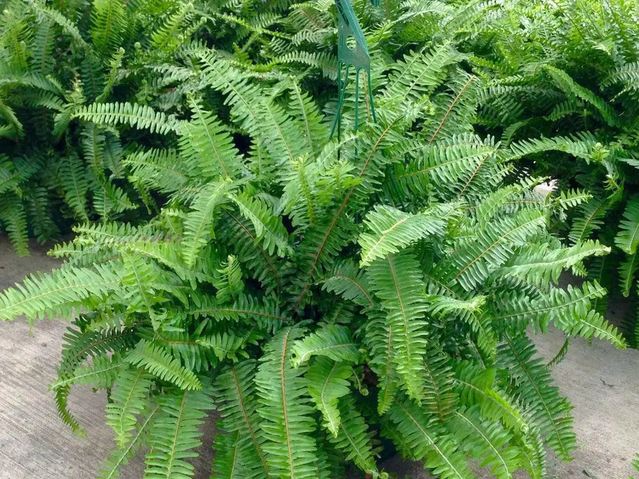 Emerald Queen ,Australian Sword Fern (STARTER PLANT) PERENNIAL HOUSE PLANT - Caribbean garden seed