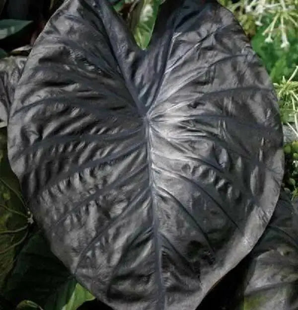ELEPHANT EAR BULBS - DIAMOND HEAD,TROPICAL PLANT - Caribbean garden seed