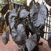 ELEPHANT EAR BULBS - DIAMOND HEAD,TROPICAL PLANT - Caribbean garden seed