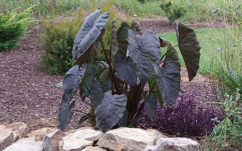 ELEPHANT EAR BULBS - DIAMOND HEAD,TROPICAL PLANT - Caribbean garden seed