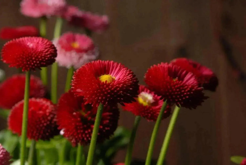English Daisy (Bellis Perennis Super Enorma - Red) Perennial Flowers. - Caribbean garden seed