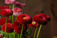 English Daisy (Bellis Perennis Super Enorma - Red) Perennial Flowers. - Caribbean garden seed
