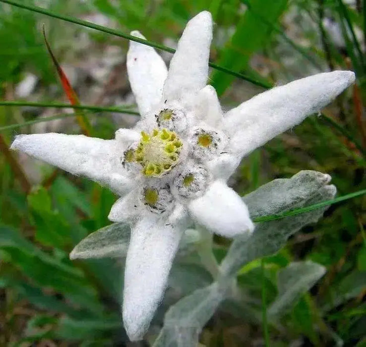 Edelweiss FLOWERS Seed, WINTER HARDY PERENNIAL - Caribbean garden seed