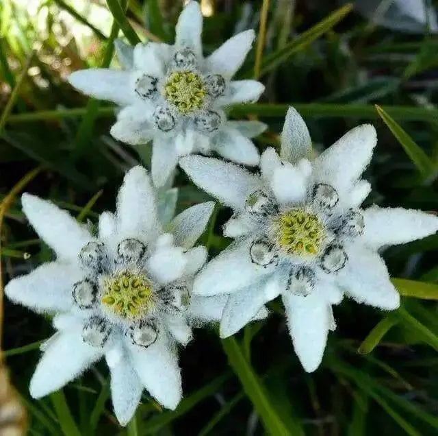 Edelweiss FLOWERS Seed, WINTER HARDY PERENNIAL - Caribbean garden seed