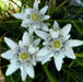 Edelweiss FLOWERS Seed, WINTER HARDY PERENNIAL - Caribbean garden seed