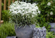Edelweiss FLOWERS Seed, WINTER HARDY PERENNIAL - Caribbean garden seed