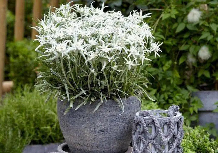 Edelweiss FLOWERS Seed, WINTER HARDY PERENNIAL - Caribbean garden seed