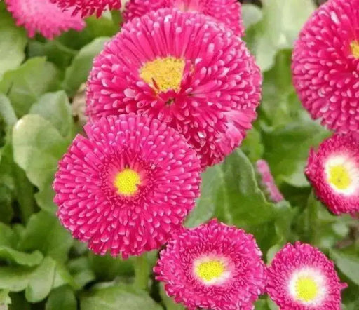 English Daisy Seeds - Rose (Bellis Perennis Super Enorma Rose) Perfect plant to create borders and line walk-ways. - Caribbean garden seed