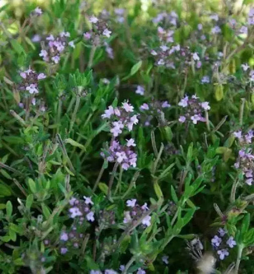 English Broadleaf Thyme Seeds,(Thymus vulgaris),organic, live up to 20 years. highest in the active essential oils. - Caribbean garden seed
