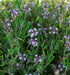 English Broadleaf Thyme Seeds,(Thymus vulgaris),organic, live up to 20 years. highest in the active essential oils. - Caribbean garden seed