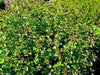 English Broadleaf Thyme Seeds,(Thymus vulgaris),organic, live up to 20 years. highest in the active essential oils. - Caribbean garden seed