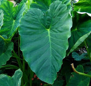 Elephant Ear bulbs, Tropical Foliage, Size 11/13.