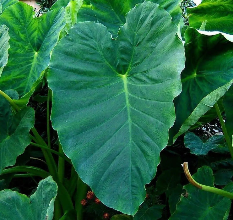 Elephant Ear bulbs, Tropical Foliage ,Size 9/11 - Caribbean garden seed