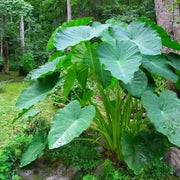 Elephant Ear bulbs, Tropical Foliage ,Size 9/11 - Caribbean garden seed