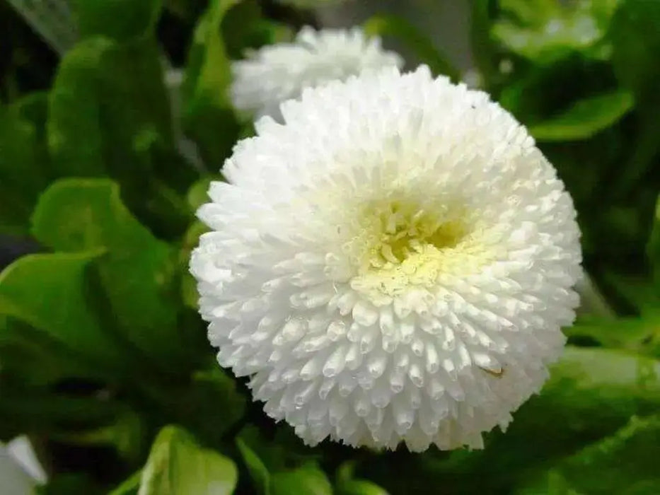 English Daisy Bellis Seeds - White Super Enorma Double White ,Bellis perennis  ,Biennial Flowers Seeds . - Caribbean garden seed