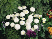 English Daisy Bellis Seeds - White Super Enorma Double White ,Bellis perennis  ,Biennial Flowers Seeds . - Caribbean garden seed