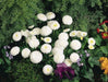 English Daisy Bellis Seeds - White Super Enorma Double White ,Bellis perennis  ,Biennial Flowers Seeds . - Caribbean garden seed