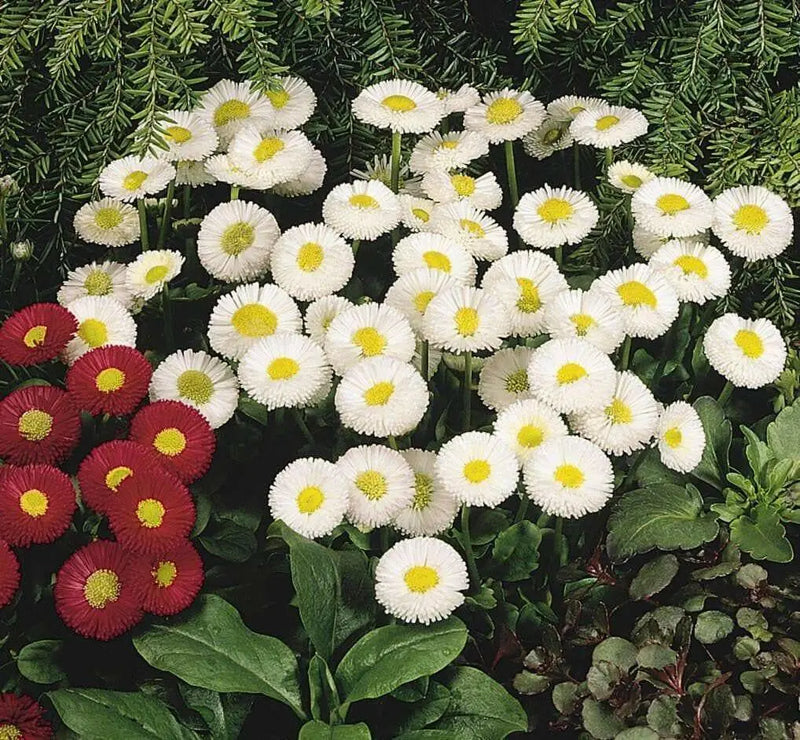 English Daisy Bellis Seeds - White Super Enorma Double White ,Bellis perennis  ,Biennial Flowers Seeds . - Caribbean garden seed