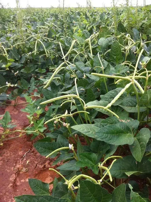 Elite cowpea SEEDS ,Southern Peas - Caribbean garden seed