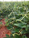 Elite cowpea SEEDS ,Southern Peas - Caribbean garden seed