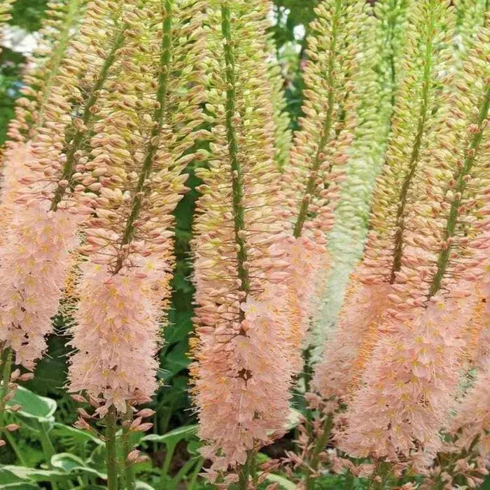 Eremurus (Foxtail Lily) PINK, Bareroot plant - Caribbean garden seed