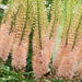 Eremurus (Foxtail Lily) PINK, Bareroot plant - Caribbean garden seed