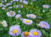 Erigeron Seeds - Macranthus,a.K.a Fleabane Daisy - Flowers/Rock Gardens,Container - Caribbean garden seed